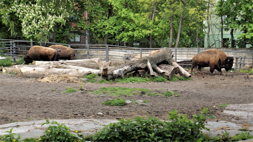 19.05.08_070_ Калининград_ зоопарк.JPG