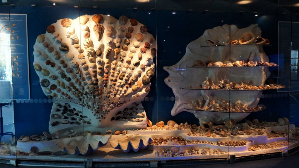 19.05.08_094_ Калининград_ Аквариум_музей Мирового океана.JPG