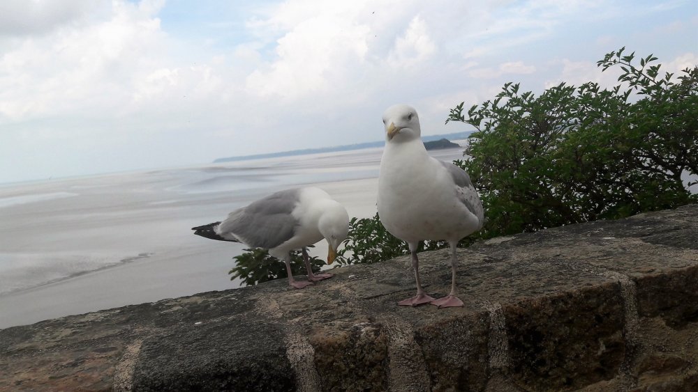 Мон-Сен-Мишель( чайки).jpg