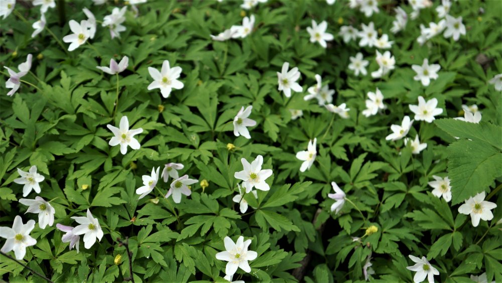 19.05.10_177_СПб_Елагин остров.JPG