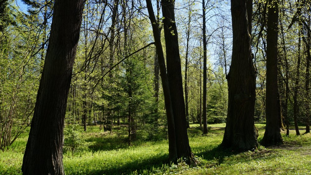 19.05.15_245_ Ораниенбаум.JPG