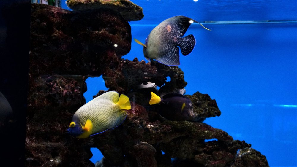 19.05.08_108_ Калининград_ Аквариум_музей Мирового океана.JPG