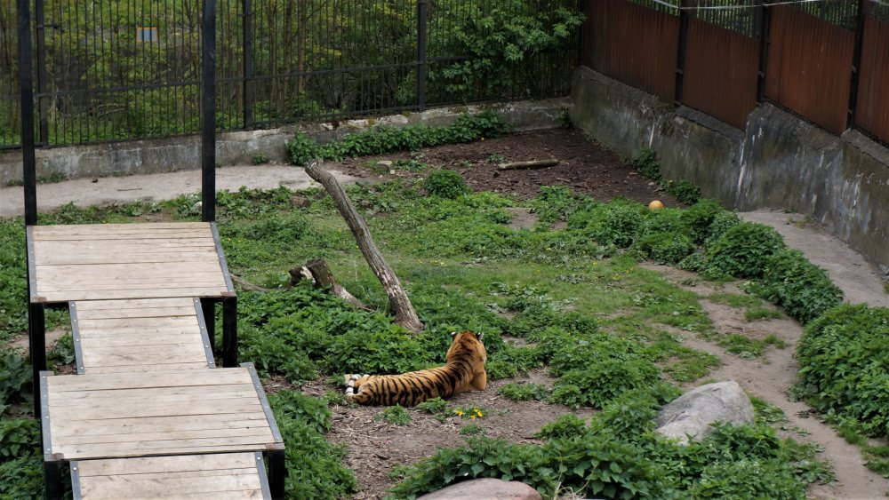 19.05.08_039_ Калининград_ зоопарк.JPG