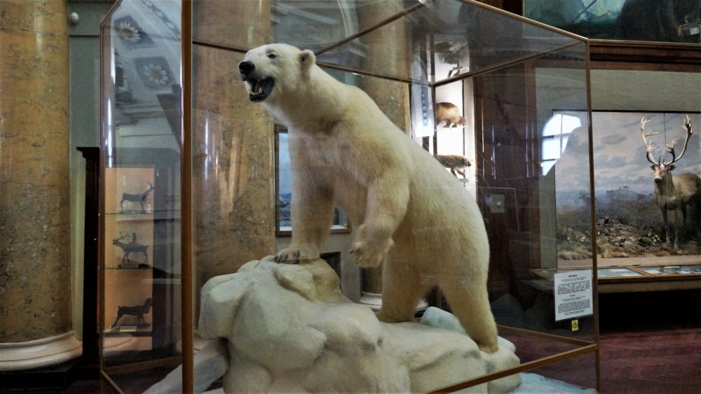 19.05.10_036_ СПб_ Музей Арктики и Антарктики.JPG