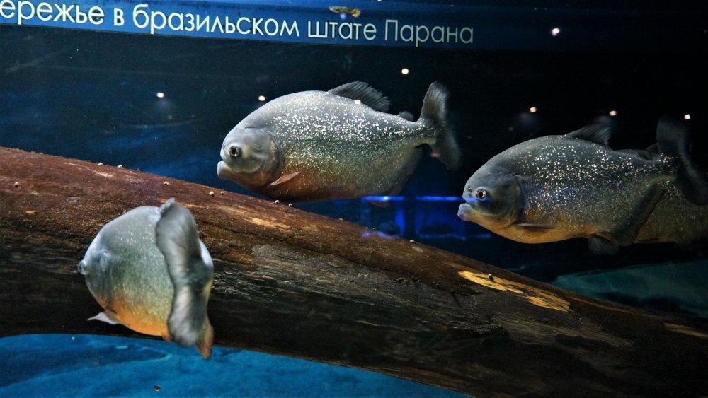 19.05.08_074_ Калининград_ зоопарк.JPG