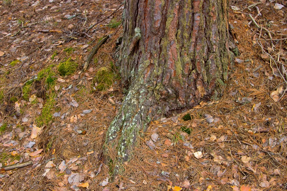 IMG_6949-1 Марий Чодра.jpg