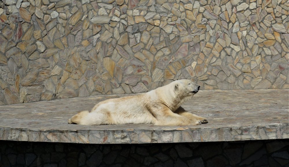 19.05.16_011_СПб_ Зоопарк.JPG