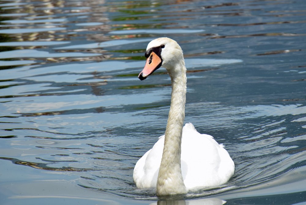 +DSC_8204 — копия.JPG