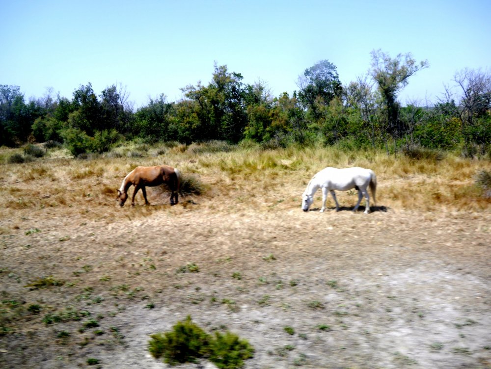 _1420361.JPG 2.jpg 2.jpg