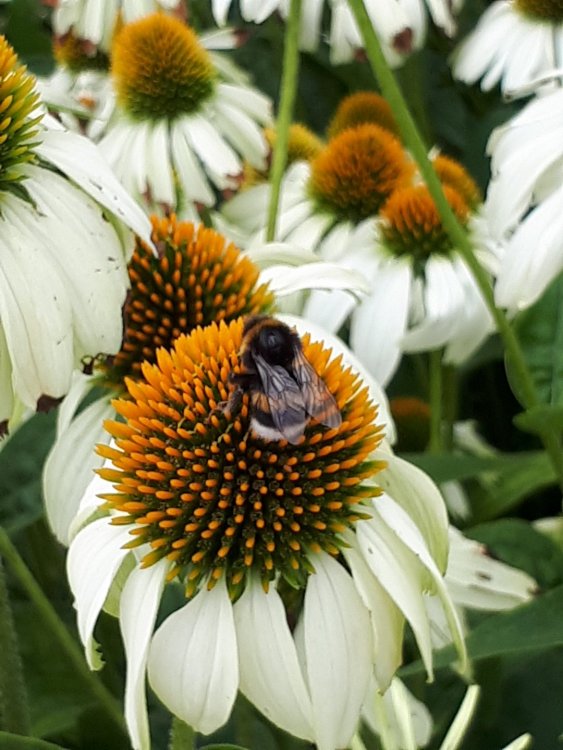 31. Будапешт.jpg