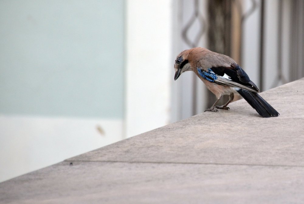 DSC_7898 — копия.JPG