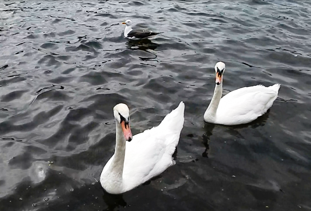 Лебеди1.png