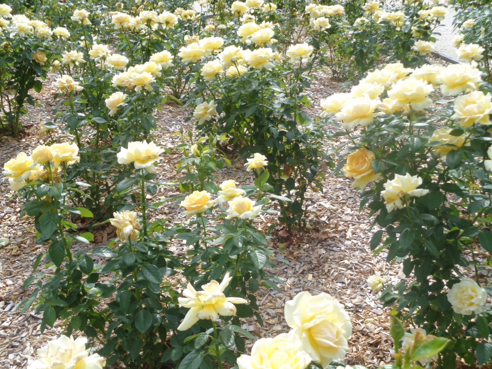 7 уже арк1.JPG