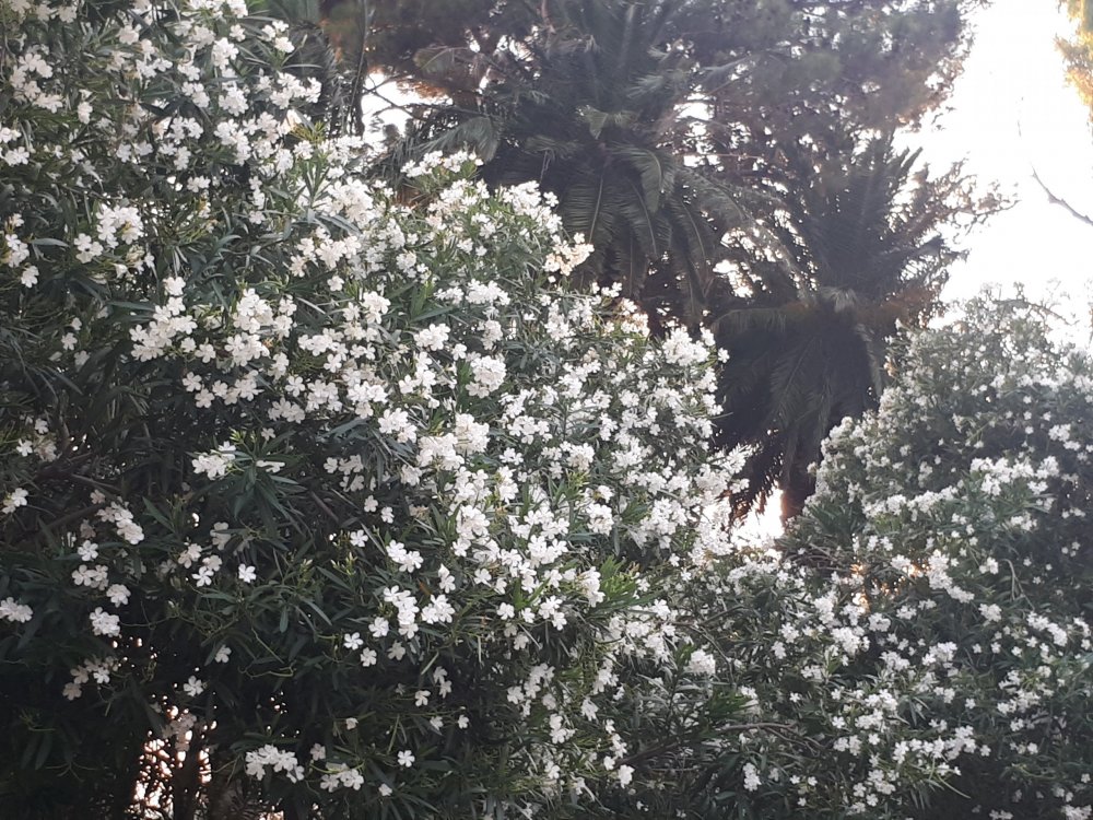 9. Лутраки.jpg