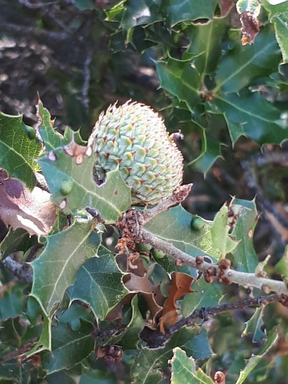 8. Метеоры.jpg