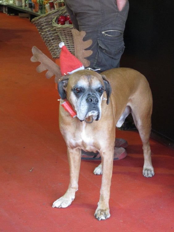 рождество2016 342.jpg