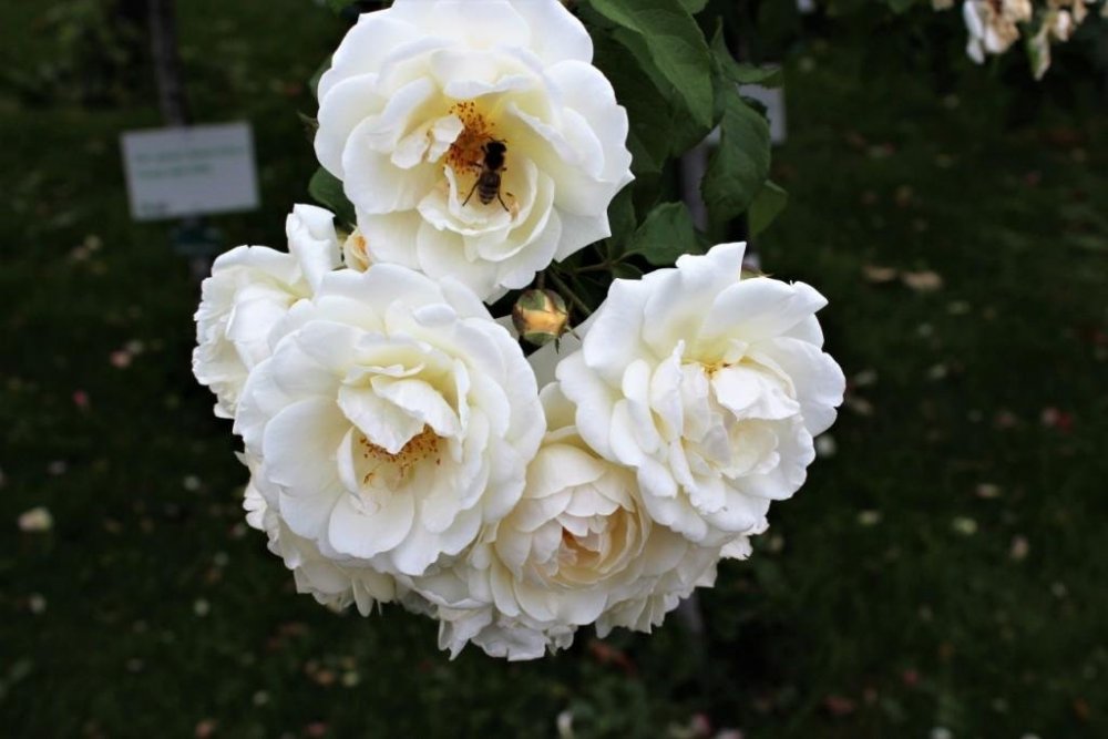 IMG_1489 — копия.JPG