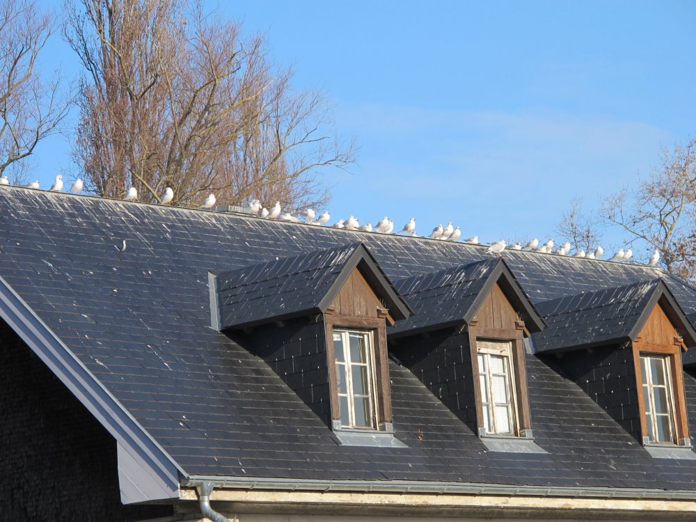 рождество2016 590.jpg