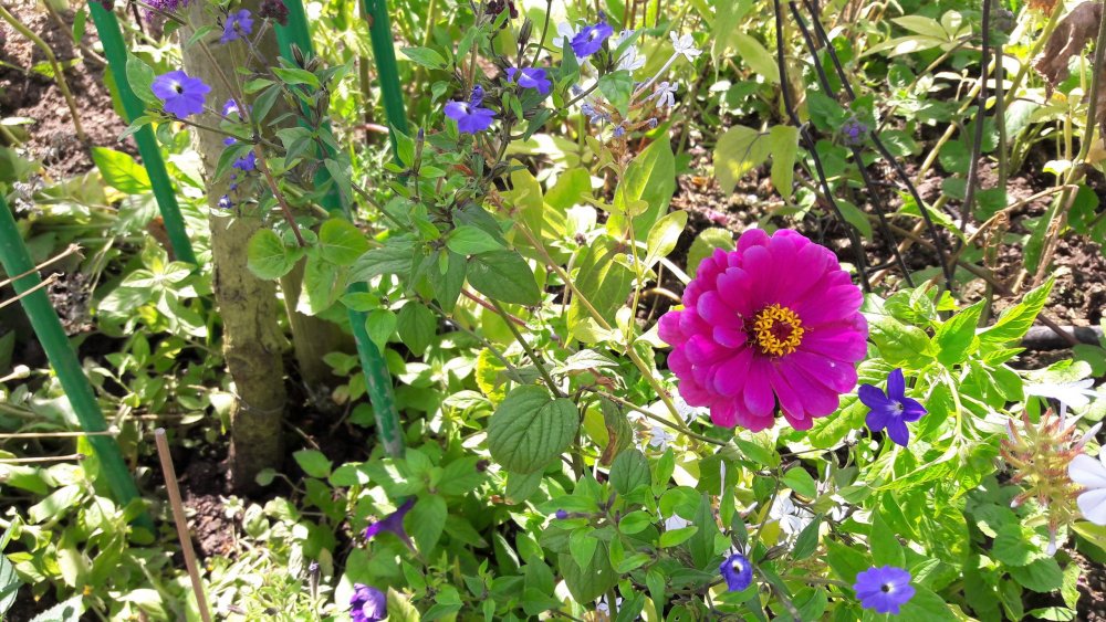 Живерни( цветы1).jpg