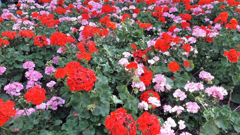 Живерни( цветы).jpg