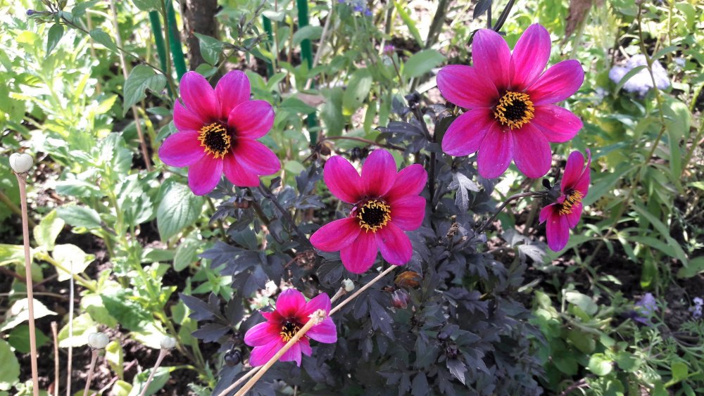 Живерни( цветы3).jpg