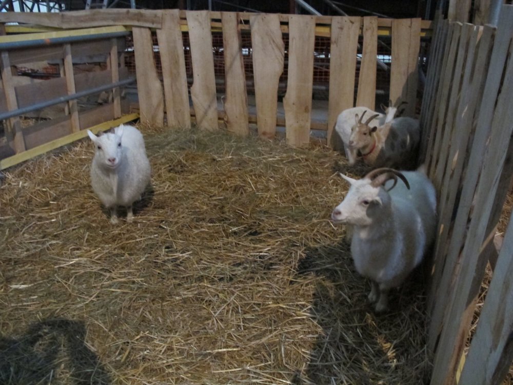 рождество2016 191.jpg