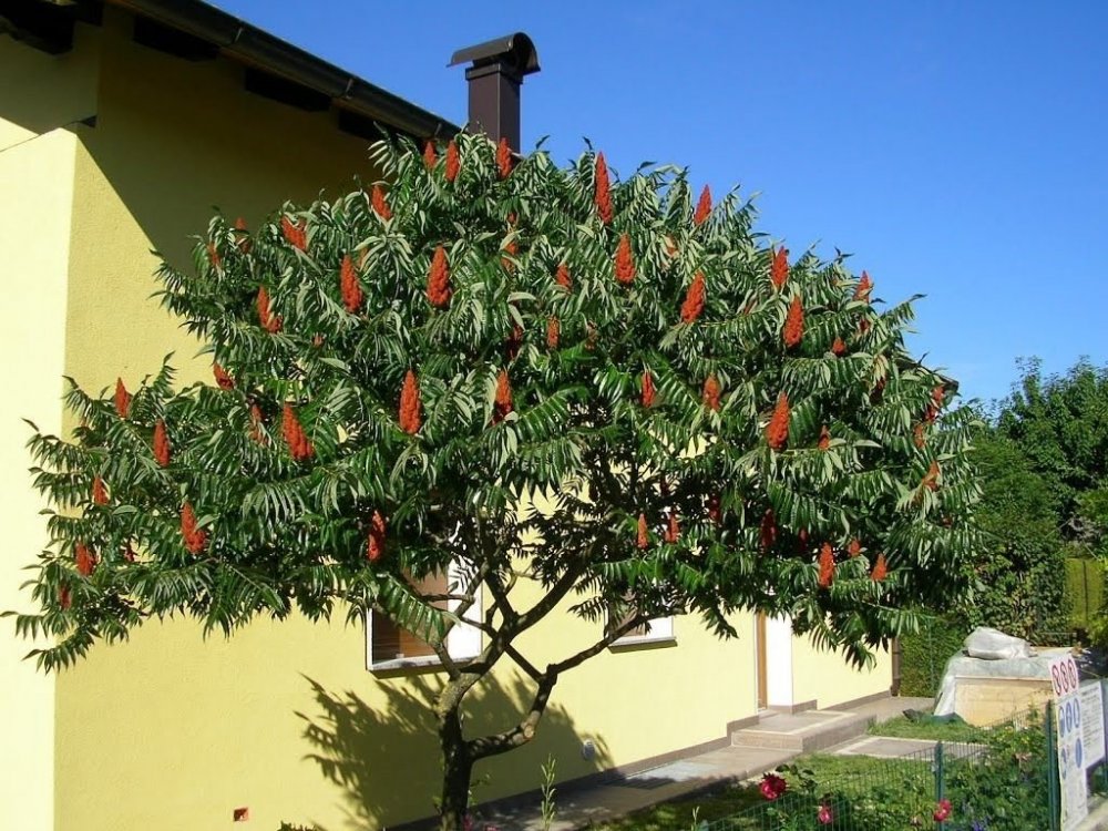 Rhus-typhina-2.jpg