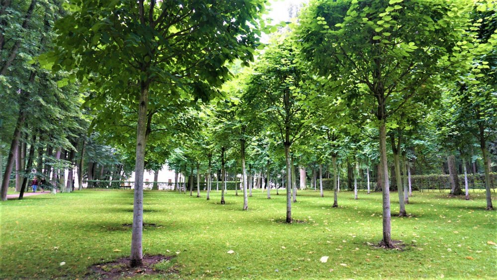 Остафьево роща.jpg