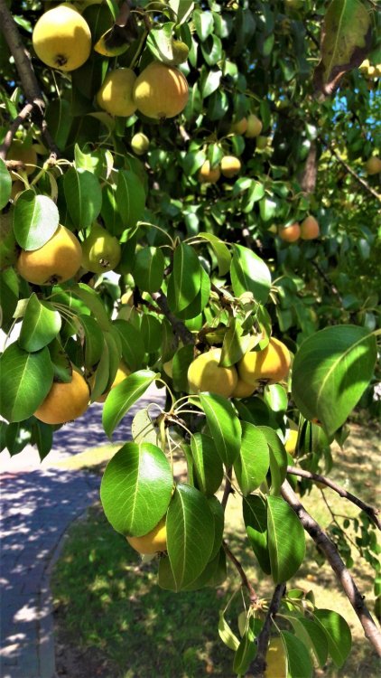 Брест груша 1.jpg