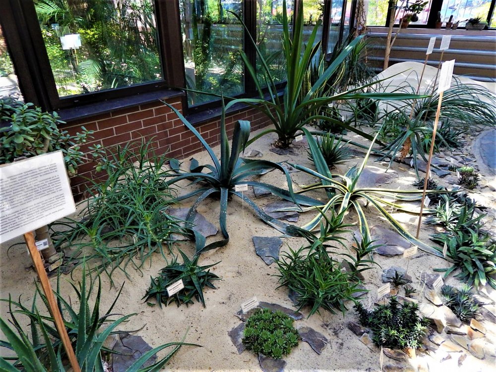 Брест( зимний сад10).jpg