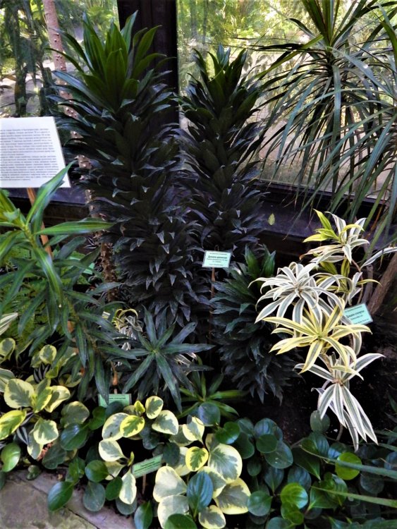 Брест( зимний сад3).jpg