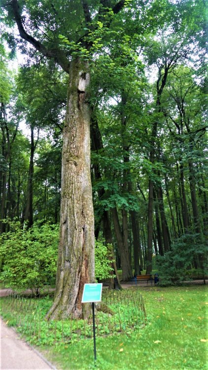 Остафьево вяз.jpg