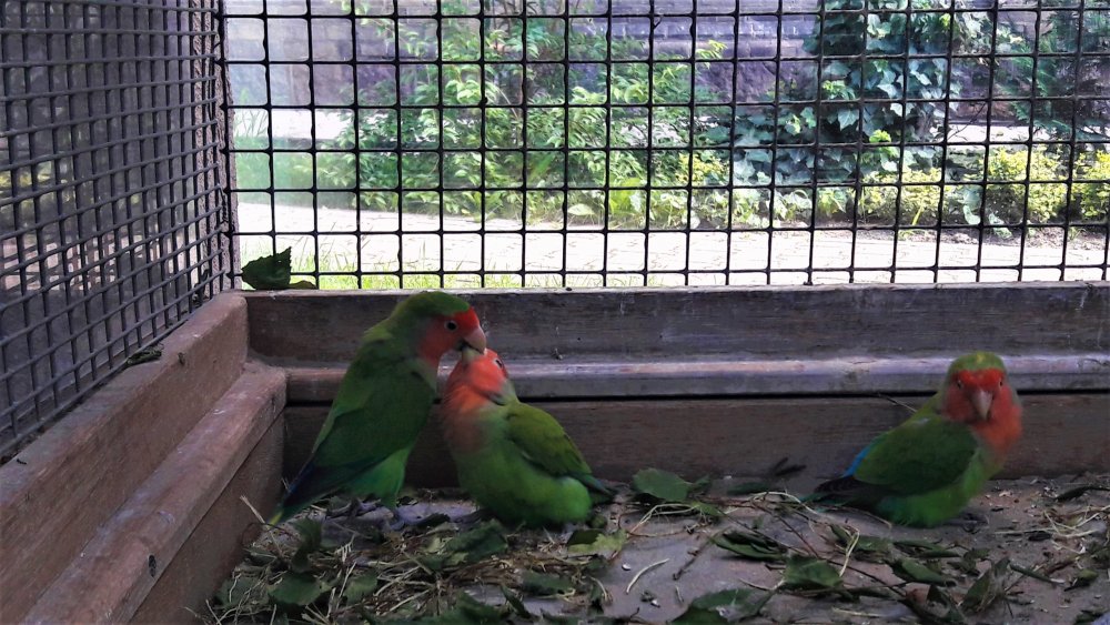 Брест попугай1.jpg