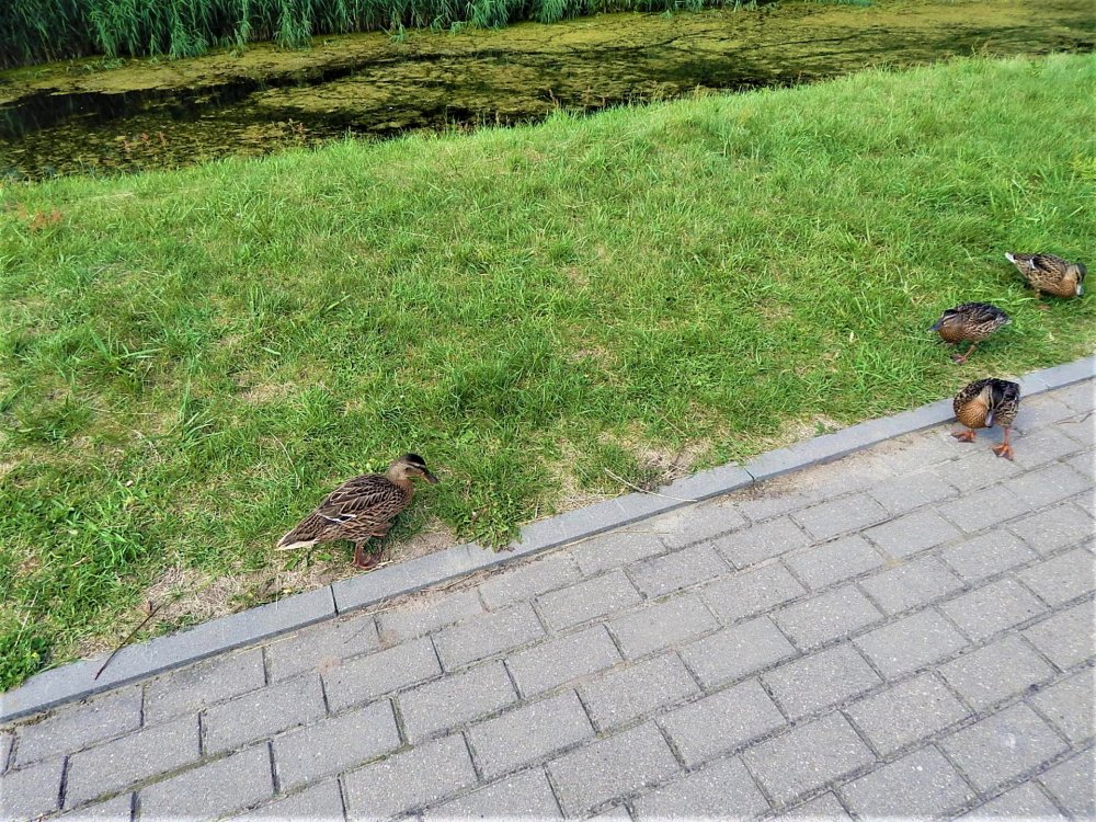 Брест крепость 2.jpg