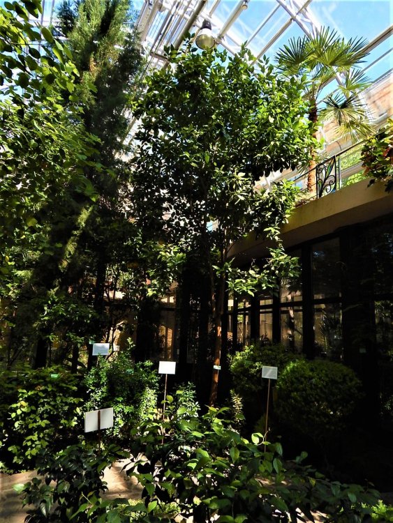 Брест( зимний сад5).jpg