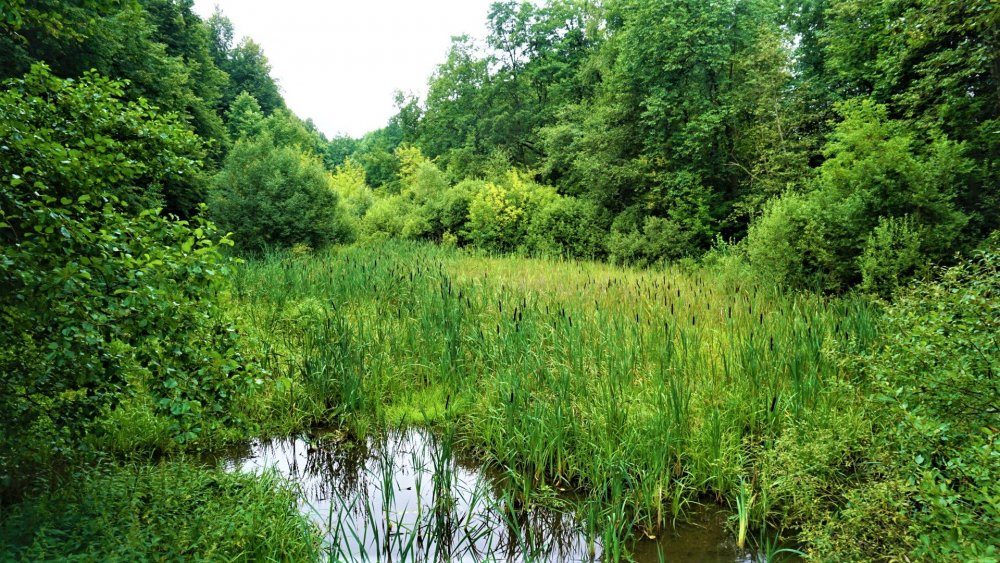 Остафьево вид с моста.jpg