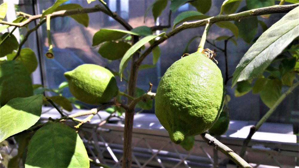 Брест субтропики1.jpg