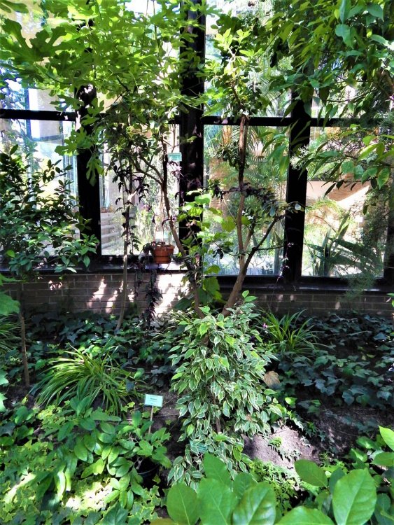 Брест(зимний сад4).jpg