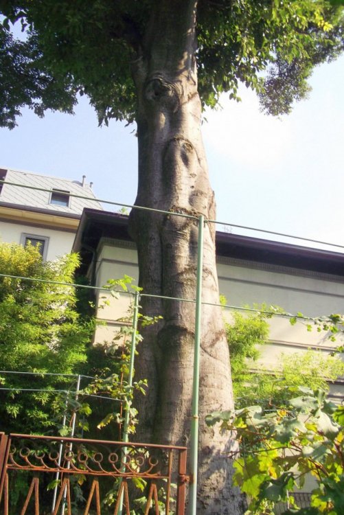 Осенние прогулки по Тичино 267.JPG