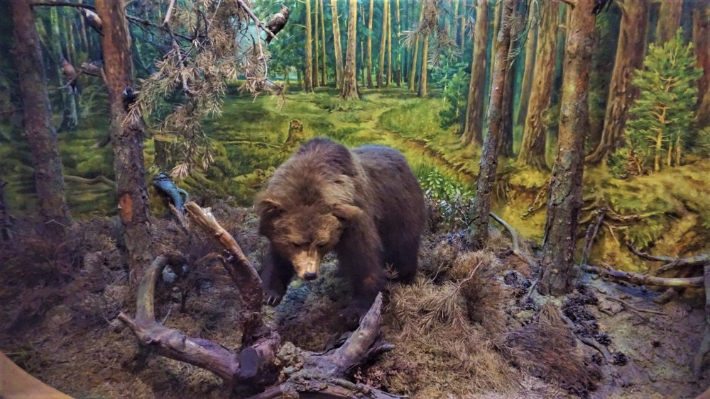 Витебск к. музей.jpg