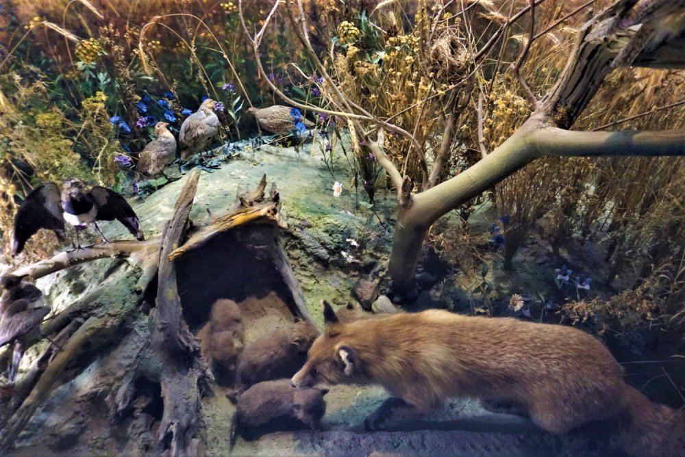 Витебск к музей 1.jpg