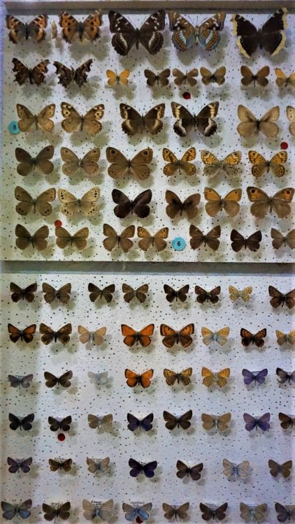 Витебск к. музей бабочки.jpg