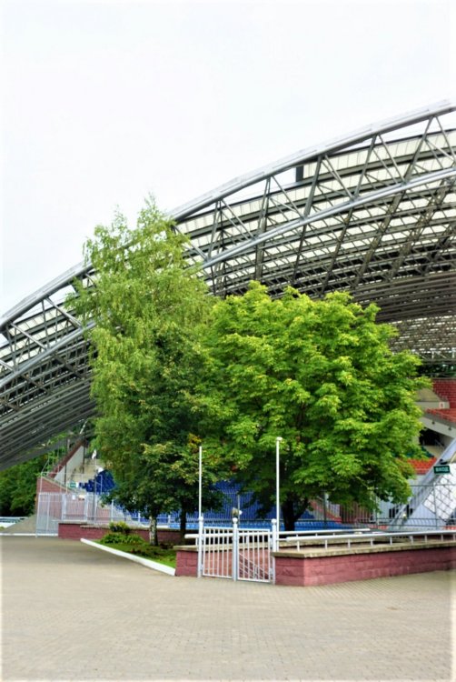 Витебск три дерева.jpg