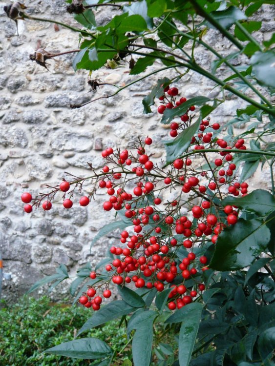 2019-12-16 09-42-40 (2).JPG