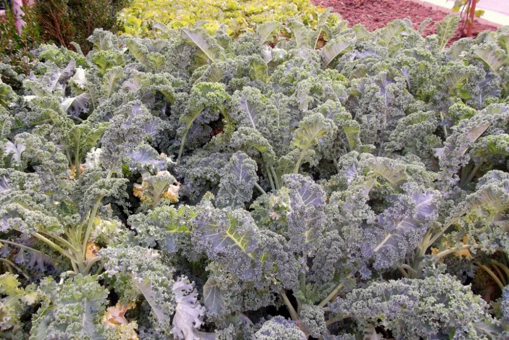 Осенние прогулки по Тичино 409.JPG