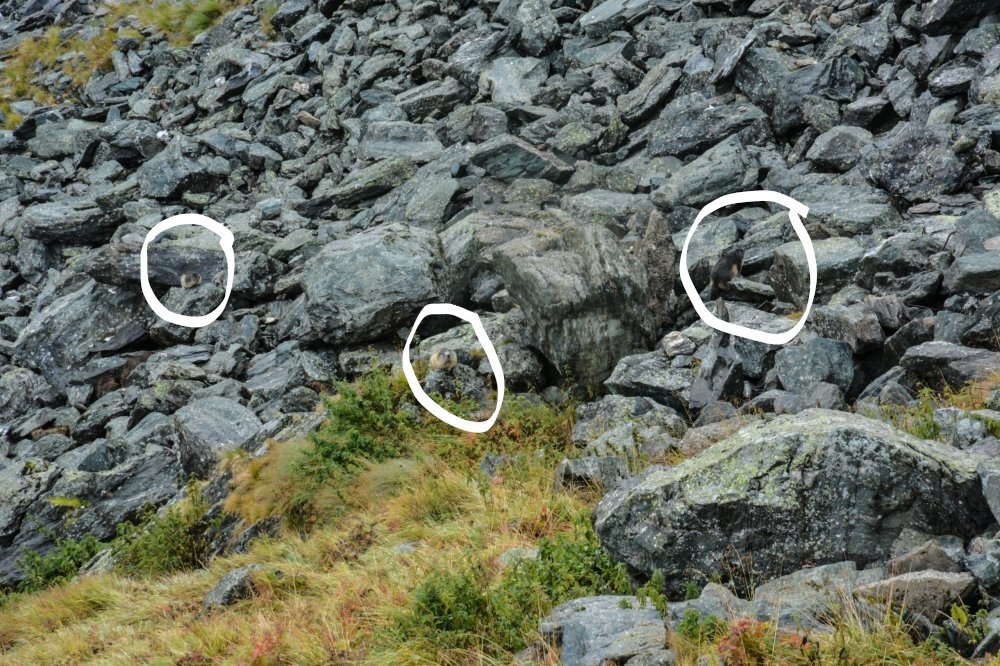 InkedDSC_0463.thumb.jpg.40ba21417b1dc376566e9d0659895b2c_LI иии.jpg