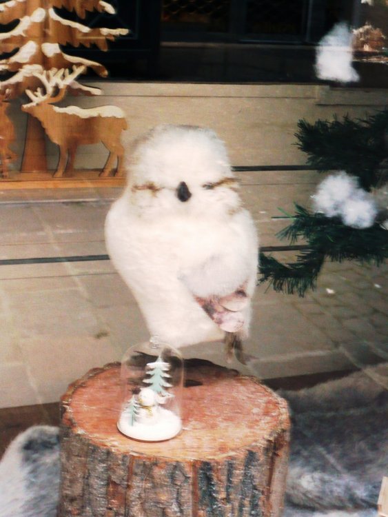 2019-12-15 15-41-06 (2).JPG