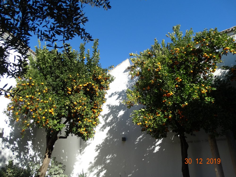 DSC05231 — копия.JPG