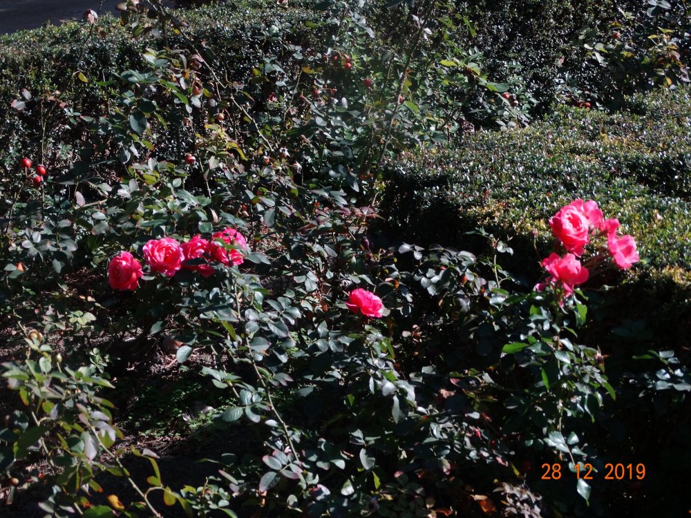 DSC04530.JPG