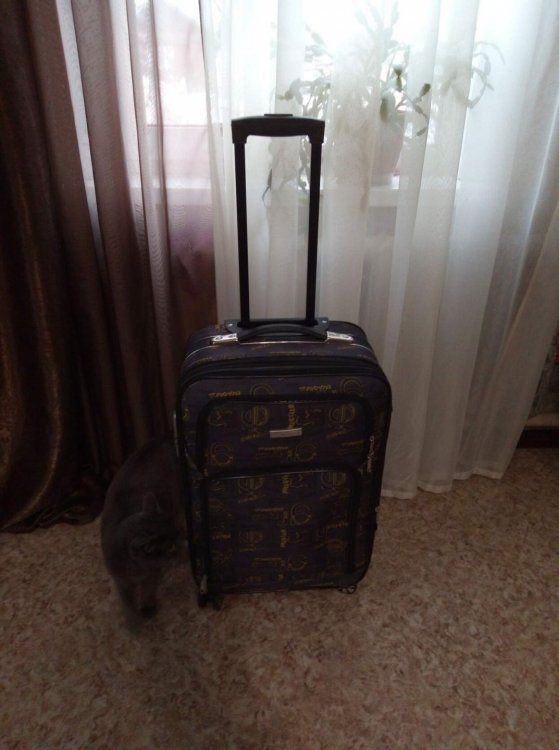чемодан — копия2.jpg